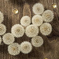 Fortuna detail small